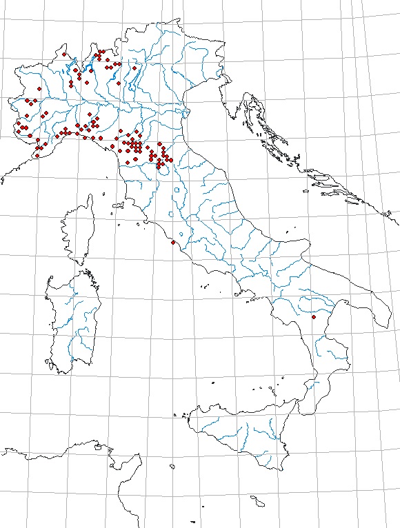 Elateridae:  Stenagostus rhombeus